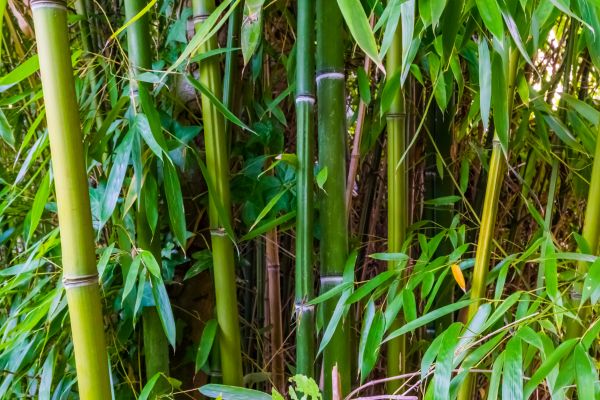 Bamboo Trimming in Worcester