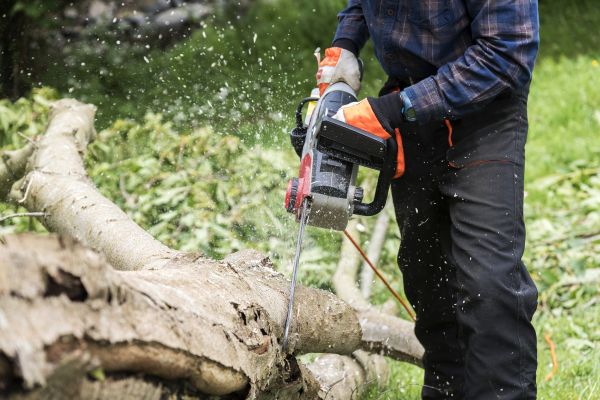 Branch Removal Service in Worcester