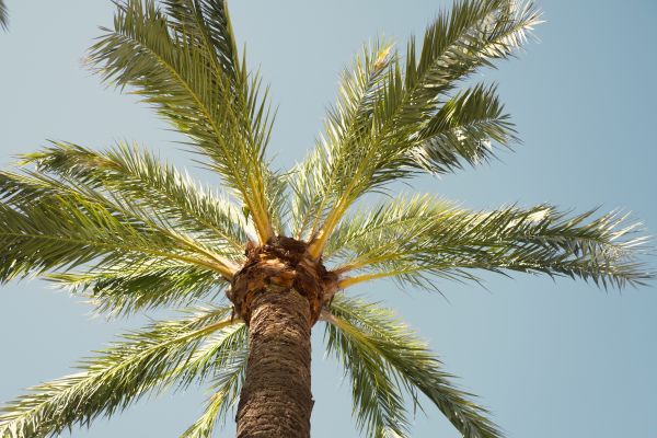 Palm Tree Pruning in Worcester