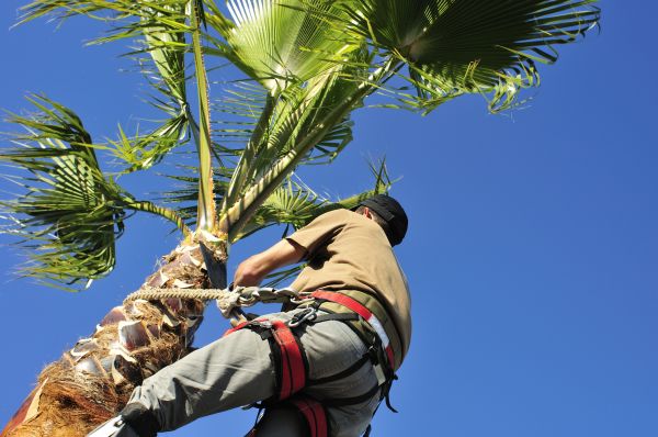 Palm Tree Trimming in Worcester