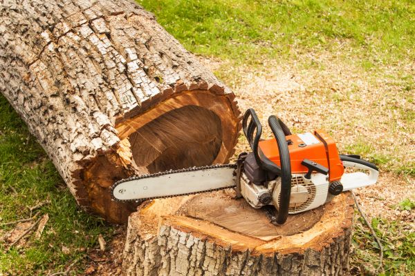 Tree Cutting Service in Worcester