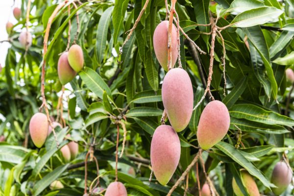 Mango Tree Trimming in Worcester