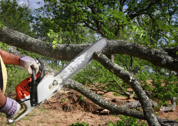Tree Branch Cutting in Worcester