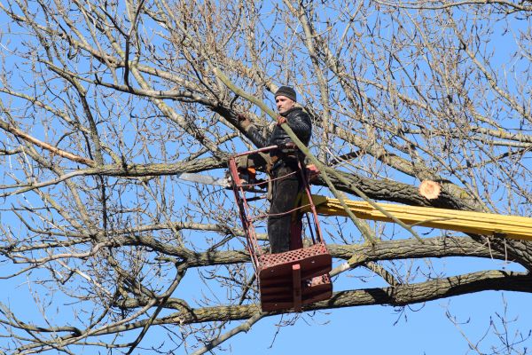Emergency Tree Trimming in Worcester