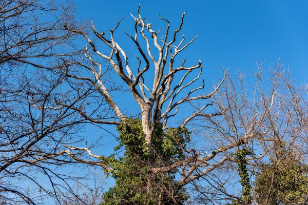 Deadwood Removal in Worcester