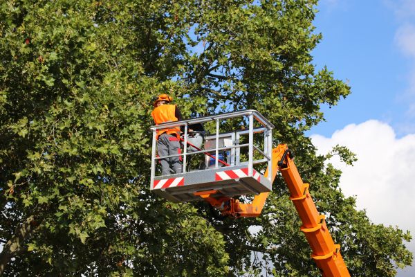 Commercial Tree Service in Worcester