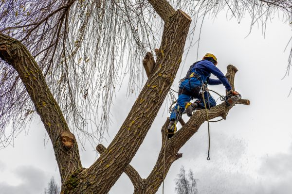 Tree Maintenance Service in Worcester