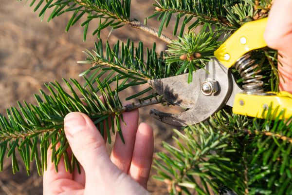 Pine Tree Pruning in Worcester