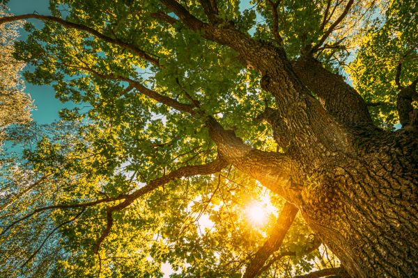 Oak Tree Pruning in Worcester