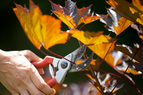 Maple Tree Pruning in Worcester