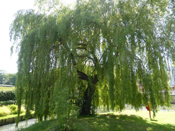 Willow Tree Trimming in Worcester