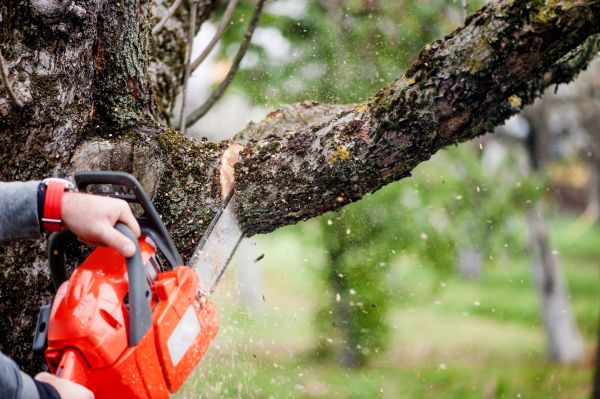 Tree Limbs Removal in Worcester