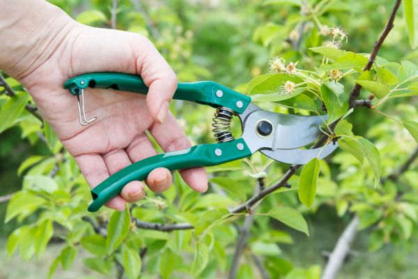Pear Tree Pruning in Worcester