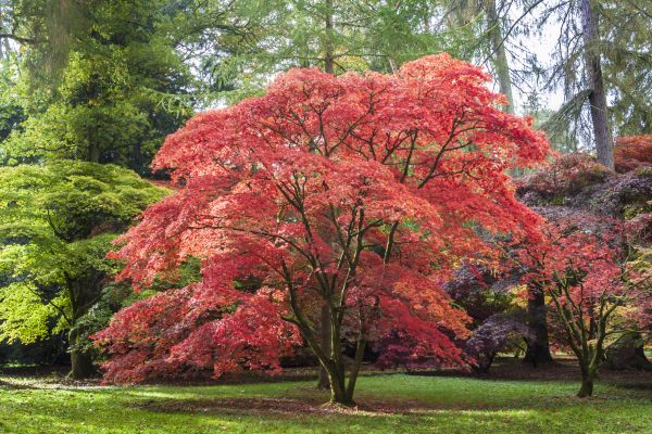 Japanese Maple Pruning in Worcester