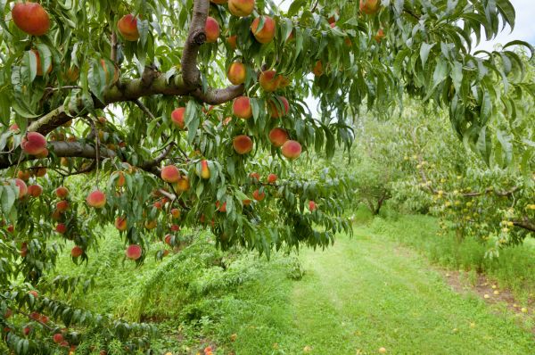 Peach Tree Pruning in Worcester