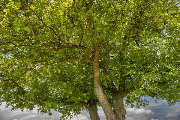 Walnut Tree Trimming in Worcester