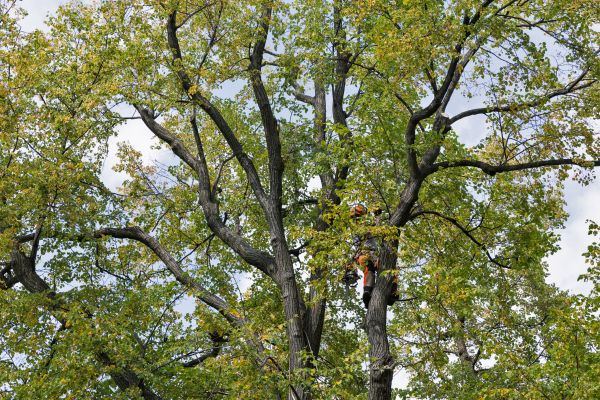 Tree Crown Shaping in Worcester