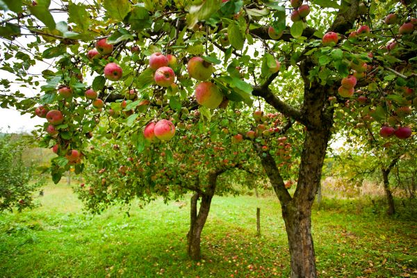 Apple Tree Pruning in Worcester