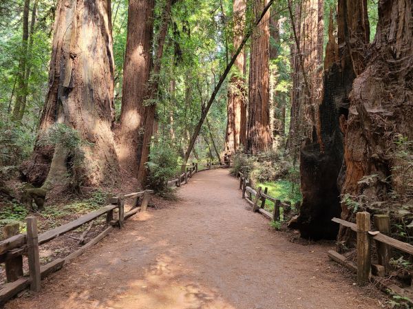 Redwood Tree Pruning in Worcester