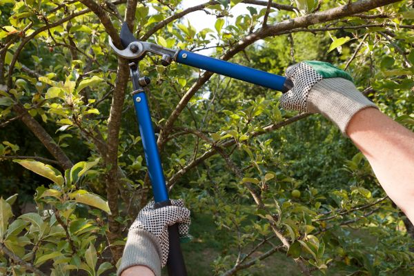Residential Tree Pruning in Worcester
