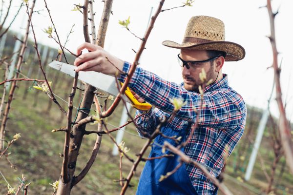 Orchard Tree Pruning in Worcester
