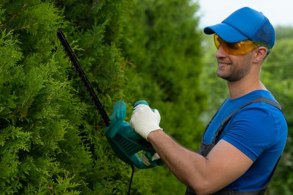 Tree Shaping Service in Worcester
