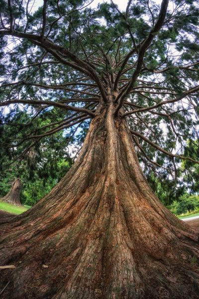 Cedar Tree Pruning in Worcester