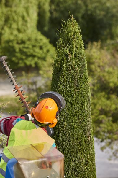Cypress Tree Trimming in Worcester