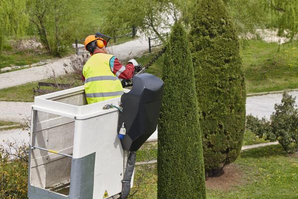 Cypress Tree Pruning in Worcester