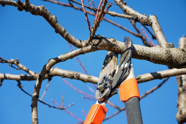 Peach Tree Trimming in Worcester
