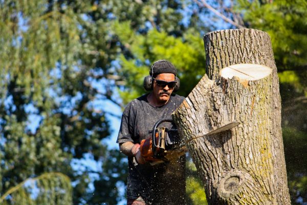 Ash Tree Pruning in Worcester