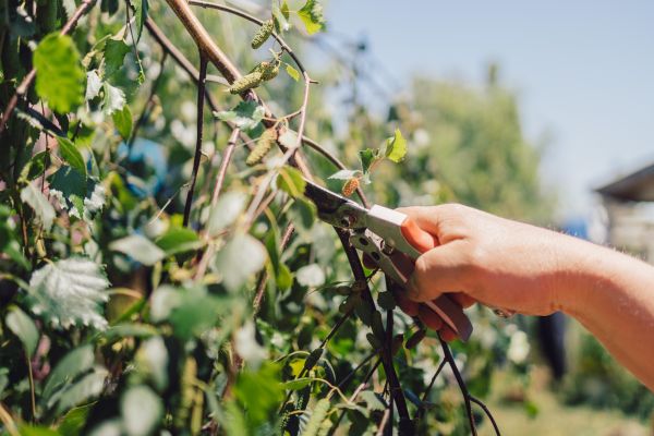 Birch Tree Pruning in Worcester