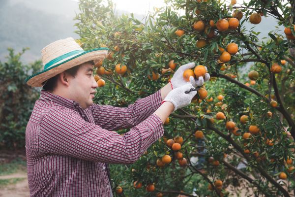 Orange Tree Pruning in Worcester
