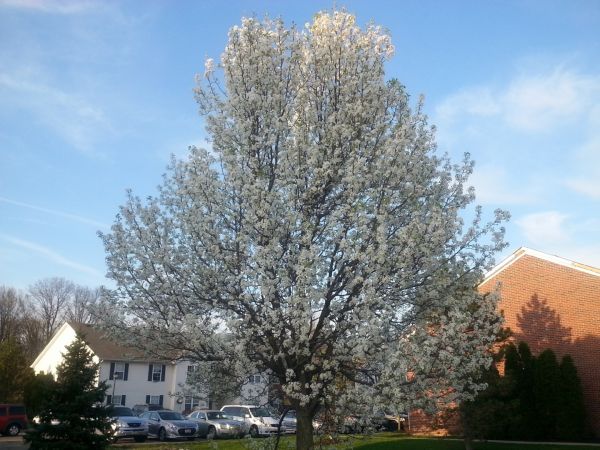 Bradford Pear Tree Pruning in Worcester