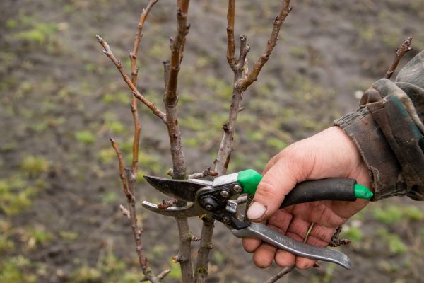 Pear Trees Pruning in Worcester
