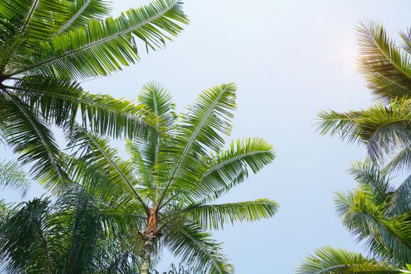 Queen Palm Tree Trimming in Worcester