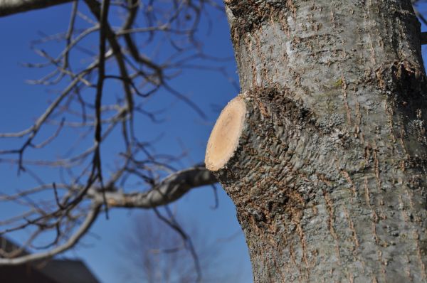 Limb Pruning in Worcester