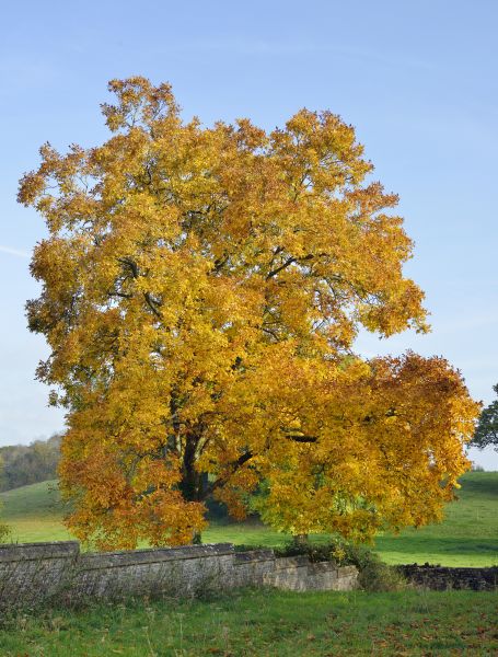 Hickory Tree Trimming in Worcester