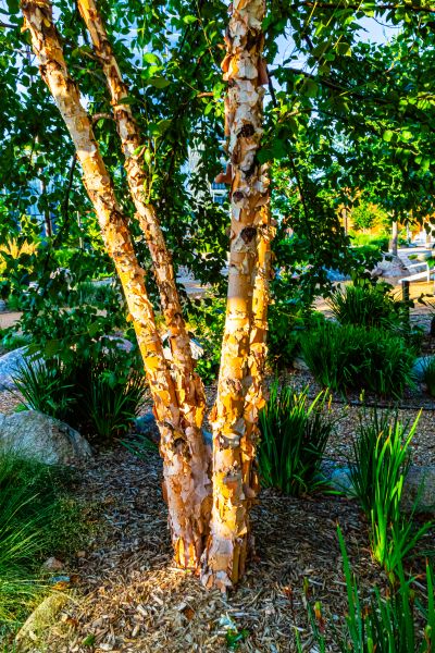 River Birch Trimming in Worcester