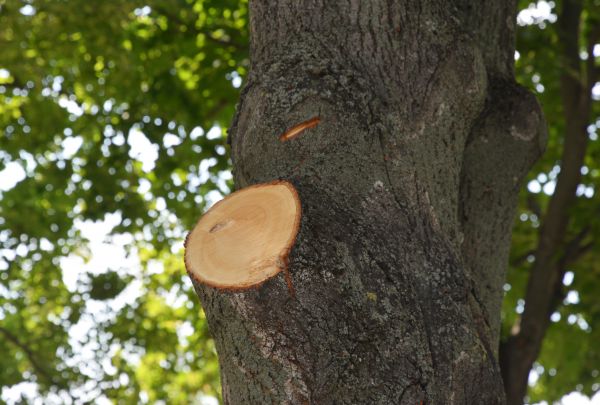 Limb Cutting in Worcester