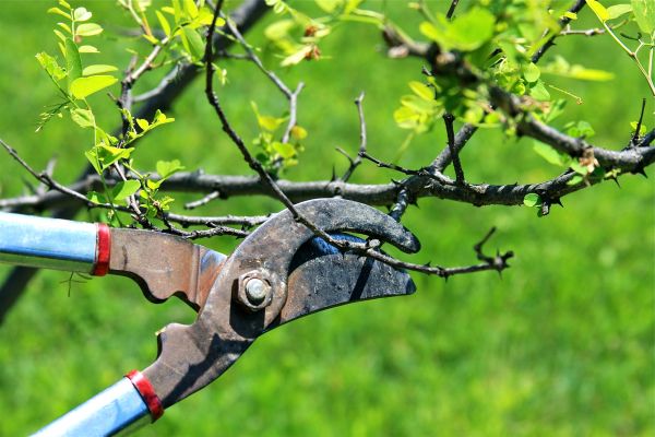 Branches Pruning in Worcester