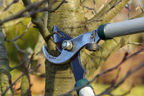 Tree Limb Trimming Service in Worcester