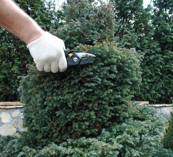 Ornamental Tree Trimming in Worcester