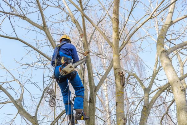 Large Tree Trimming in Worcester