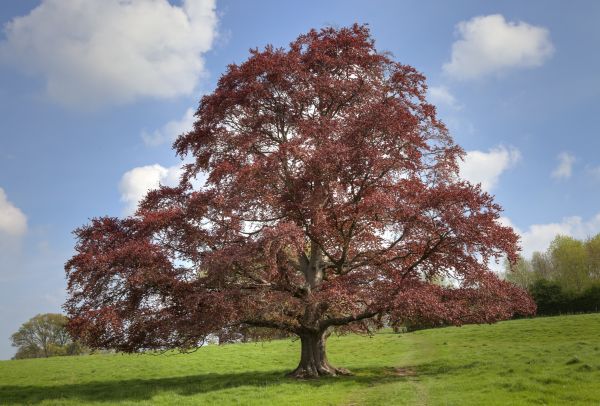 Beech Tree Pruning in Worcester