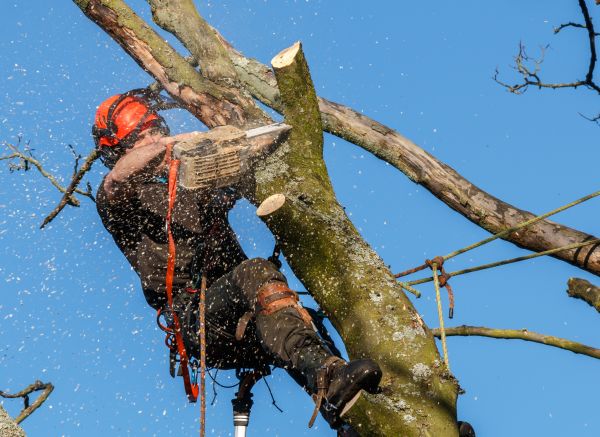 Tree Trimming Service in Worcester