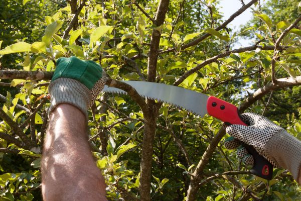Apple Tree Trimming in Worcester
