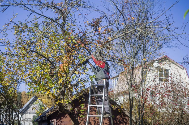 Tree Lopping Service detail