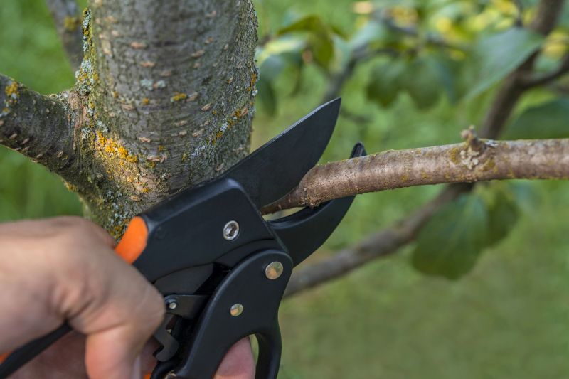 Arborist Pruning Tree