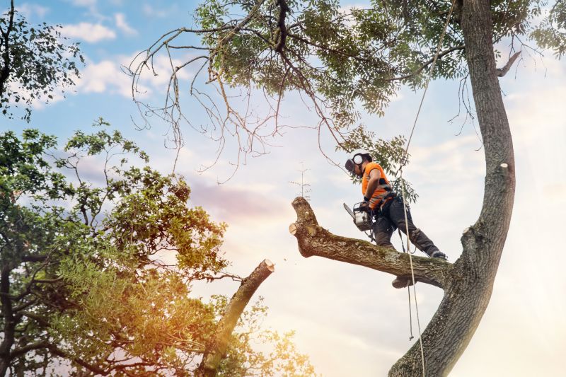 Climbing Arborist